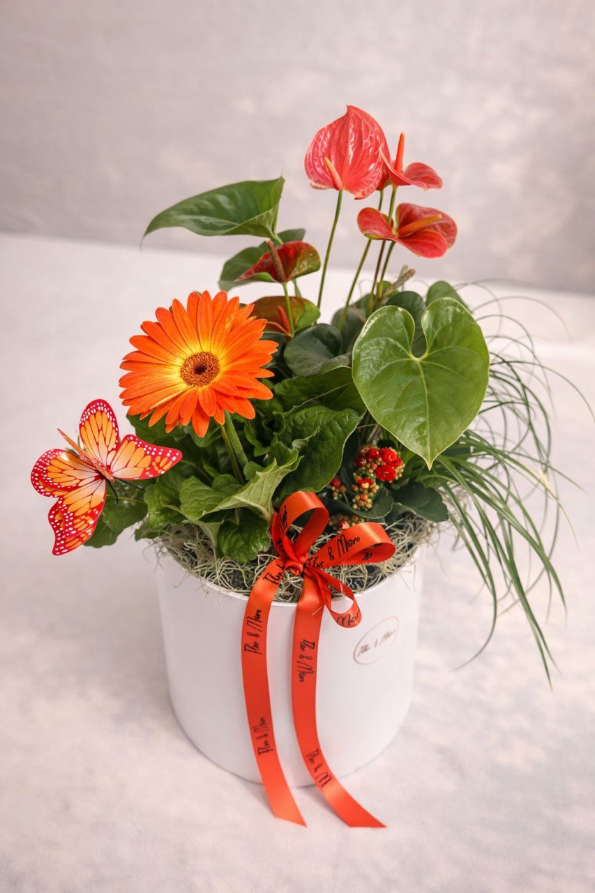 Aranjamente din plante Bucuresti 37