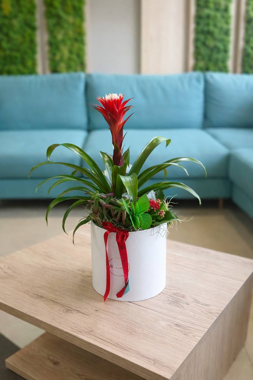 Aranjamente din plante Bucuresti 39